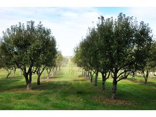 Property photo 3 - REAL ESTATE AUCTION - 495+/- ACRES OFFERED IN 19 TRACTS IN BRANCH COUNTY, MICHIGAN